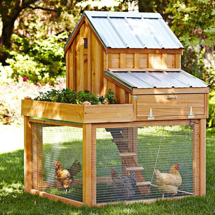Don T Be The Last Person To Get Backyard Chickens Estately Blog