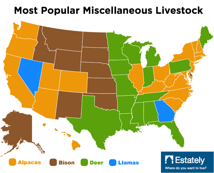 when it comes to red meat roaming america beef remains king however if you discount the millions of cows as well as goats sheep and rabbits you ll find when it comes to red meat roaming america beef remains king however if you discount the millions of cows as well as goats sheep and rabbits you ll find