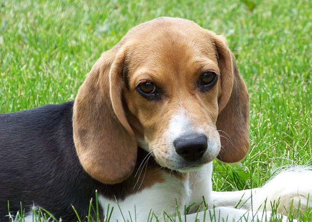 640px-Cute_beagle_puppy_lilly