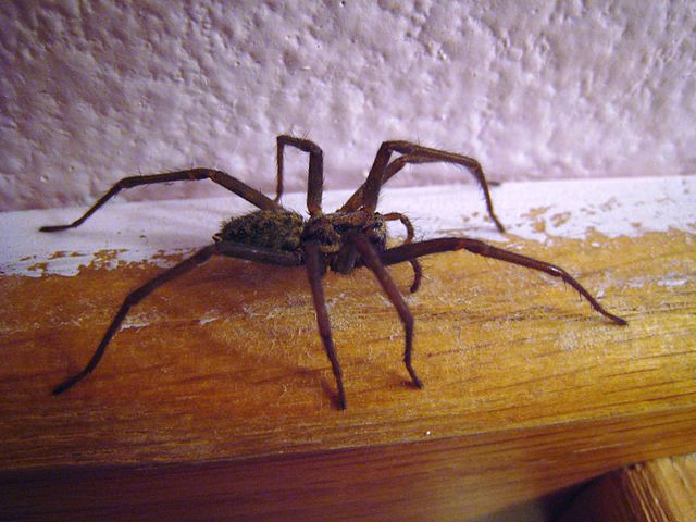 640px-House_spider_side_view_01