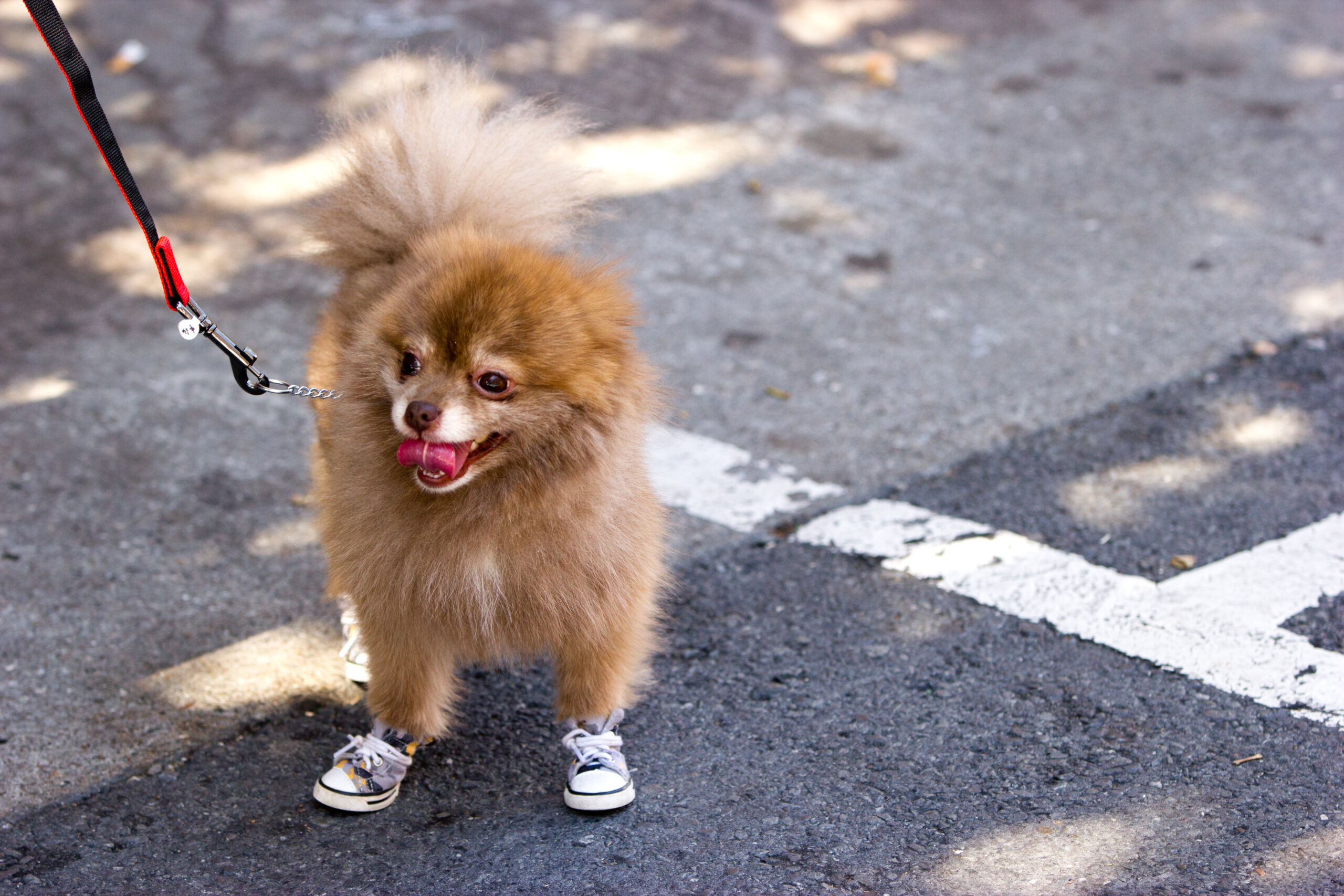 San_Francisco_Pride_Parade_2012_Dog_With_shoes