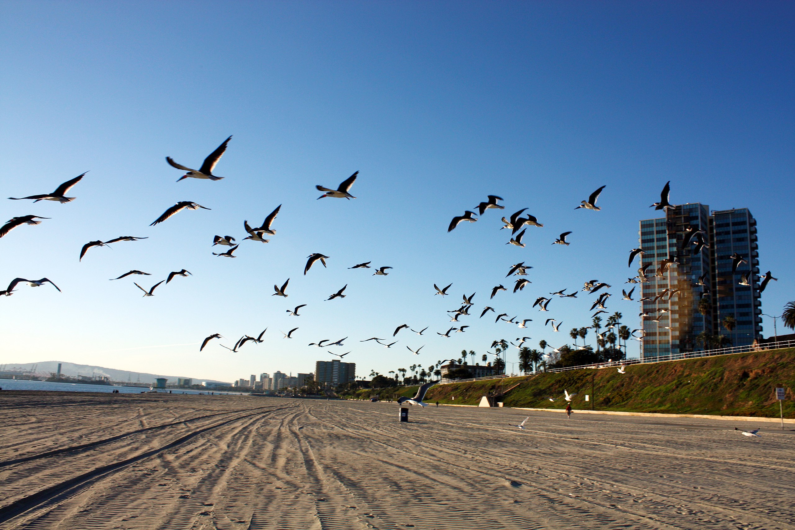 birds-flying-on-beach