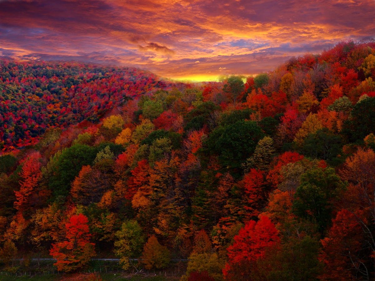 Fall Foliage Photography