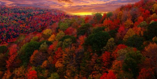 Fall Foliage Photography